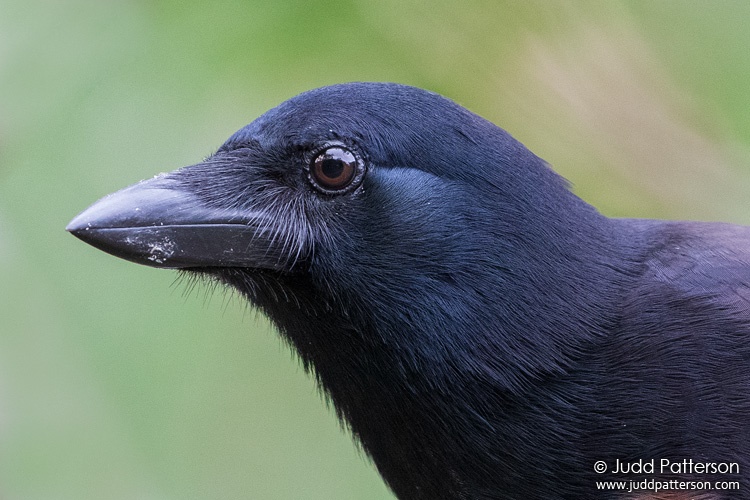 New Caledonian Crow, Noumea, New Caledonia